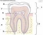 Человеческий зуб